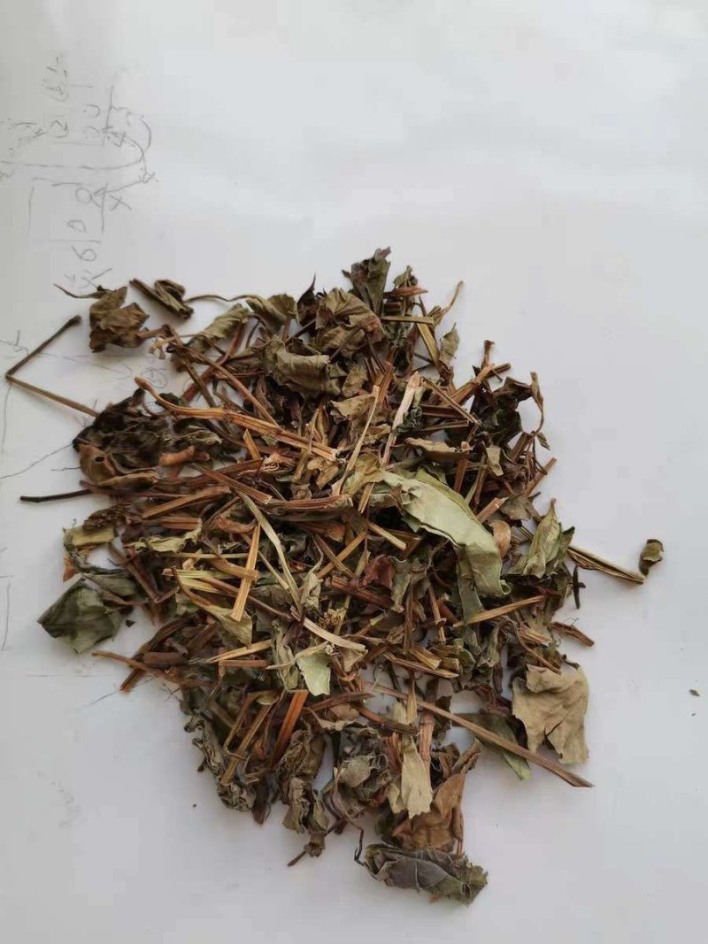 鱼腥草2021野生鱼腥草。折耳根。产地直销
