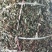 鱼腥草2021野生鱼腥草。折耳根。产地直销