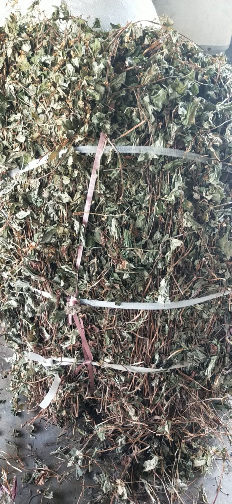 鱼腥草2021野生鱼腥草。折耳根。产地直销