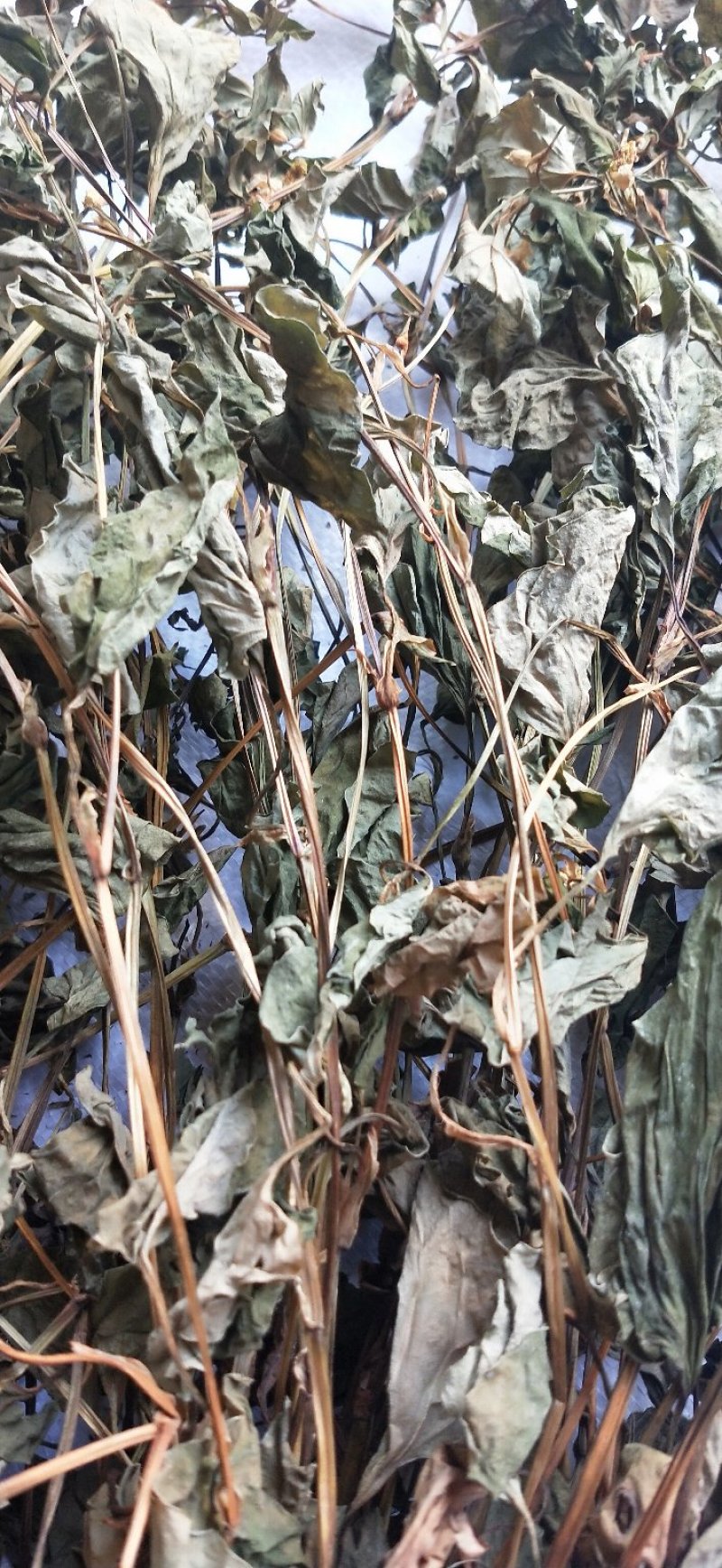 鱼腥草2021野生鱼腥草。折耳根。产地直销