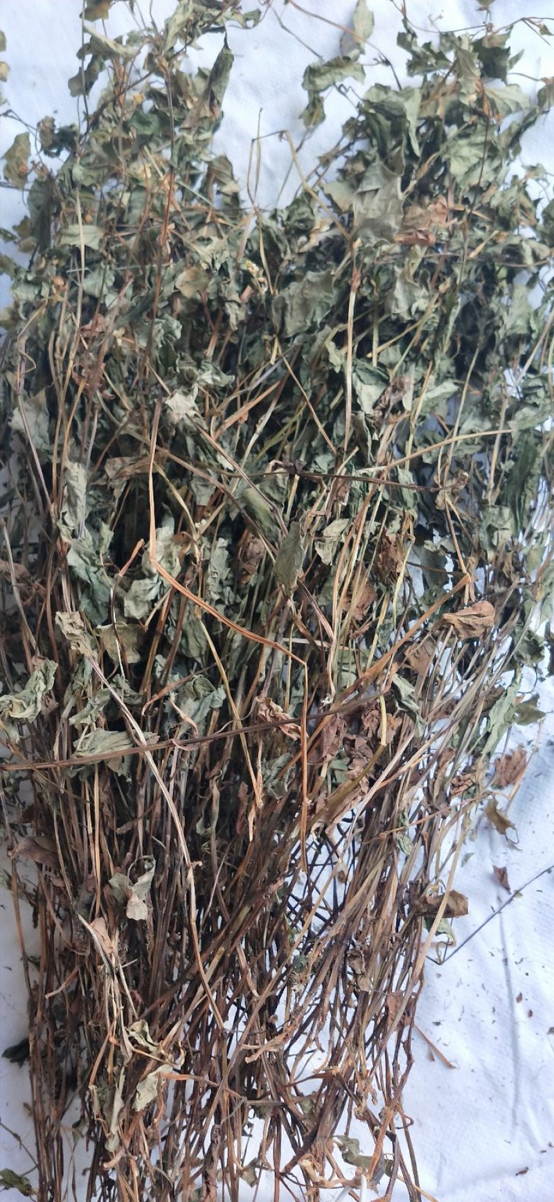 鱼腥草2021野生鱼腥草。折耳根。产地直销