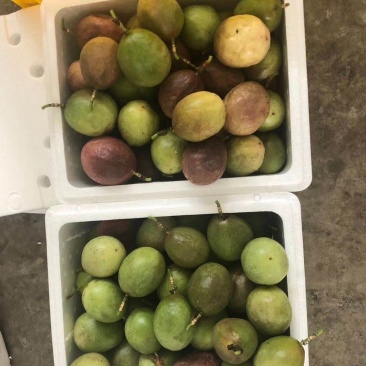 新鲜现货百香果
