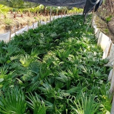 广东省新会葵苗葵树种苗