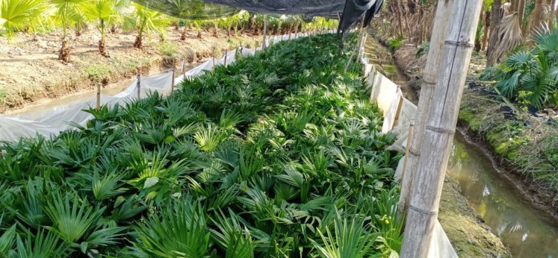 广东省新会葵苗葵树种苗