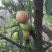 寻找加工蜜饯厂家