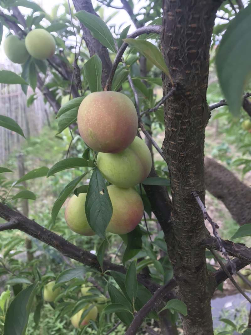 寻找加工蜜饯厂家