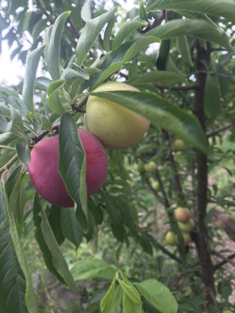 寻找加工蜜饯厂家