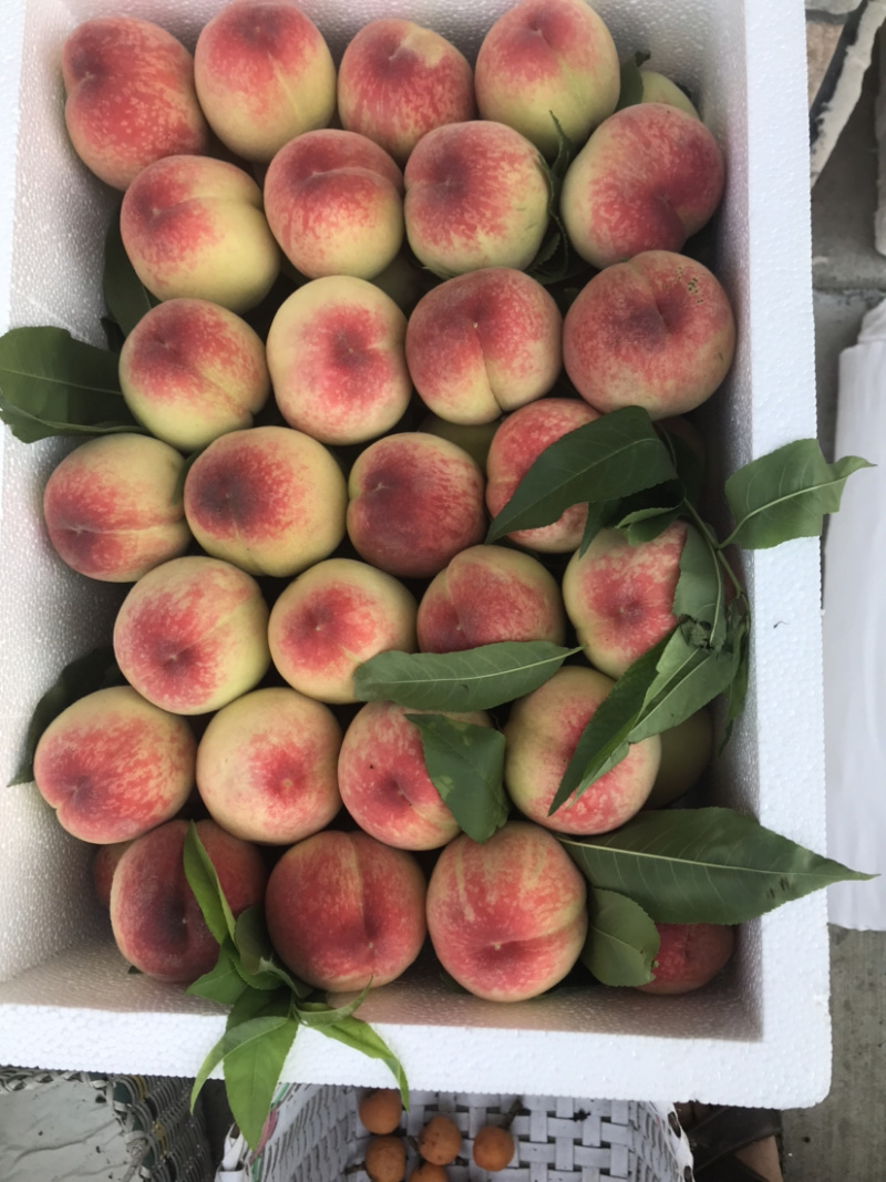 寻找加工蜜饯厂家
