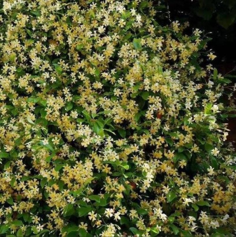 意大利络石浓香风车茉莉银丝茉莉爬藤盆栽地栽植物茉莉花