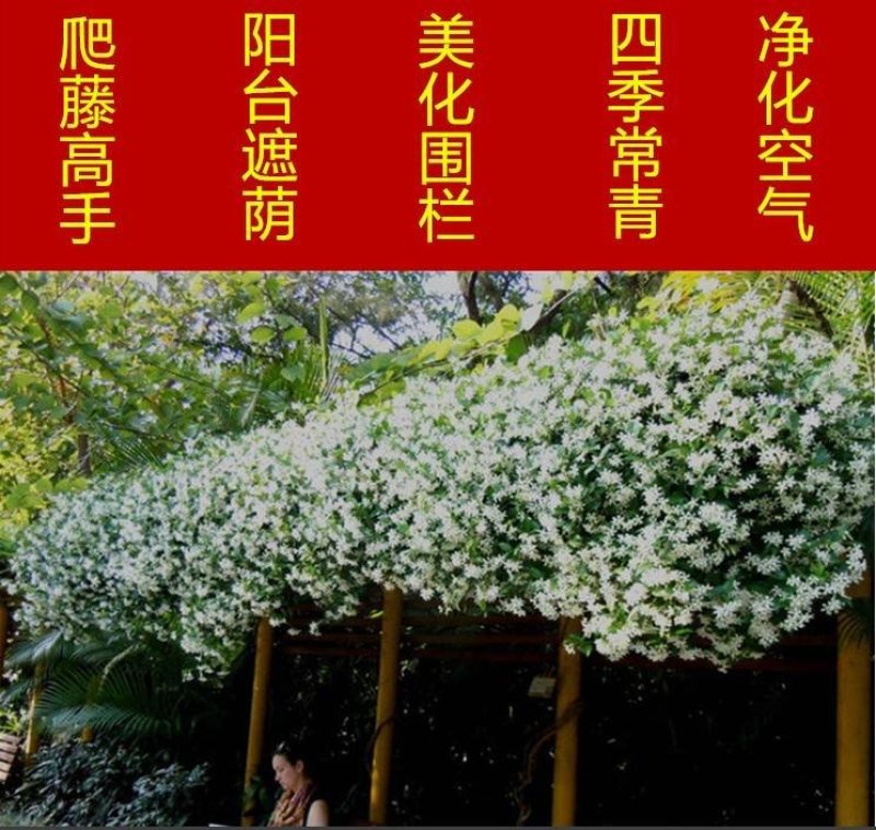 意大利络石浓香风车茉莉银丝茉莉爬藤盆栽地栽植物茉莉花