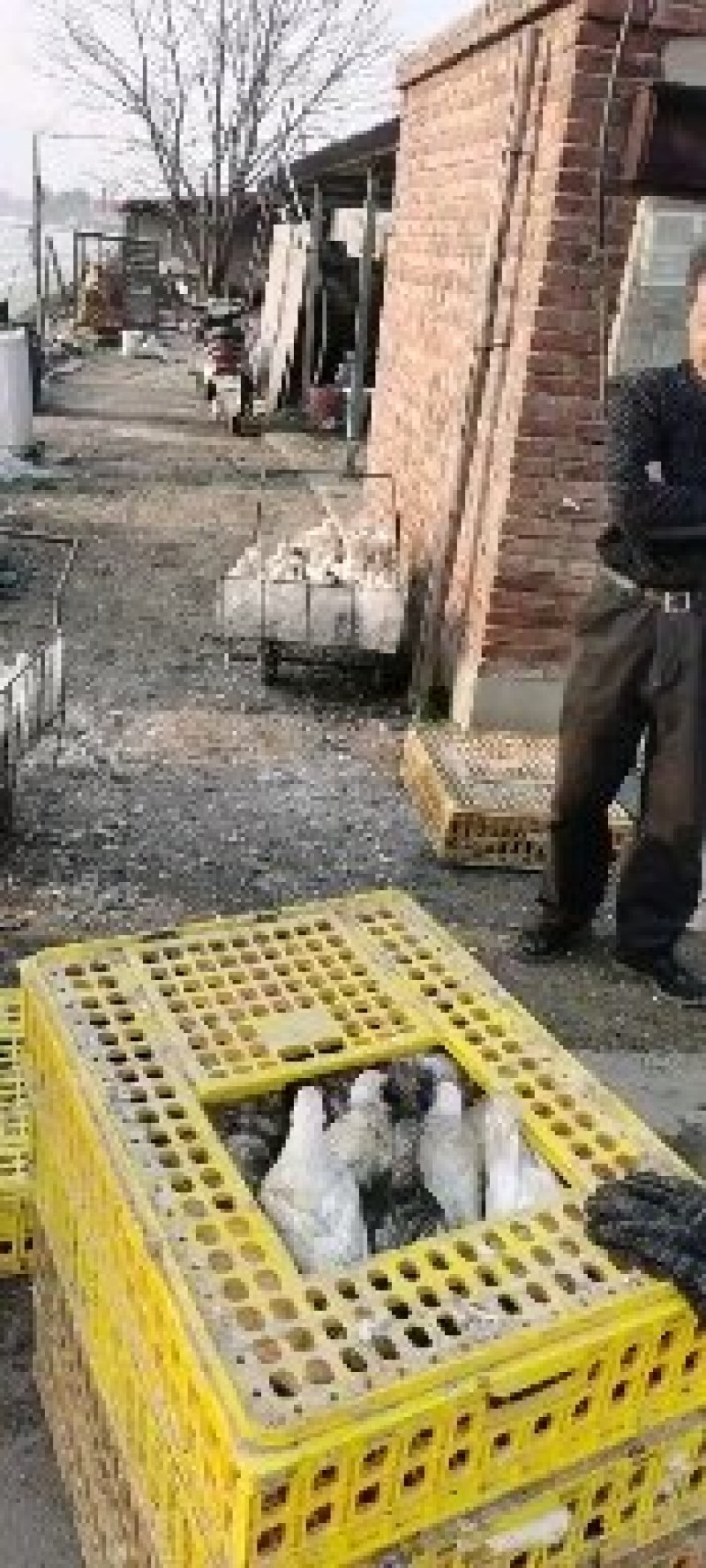 河北石家庄乳鸽纯粮散养土鸽子鸽子肉5两左右小白鸽