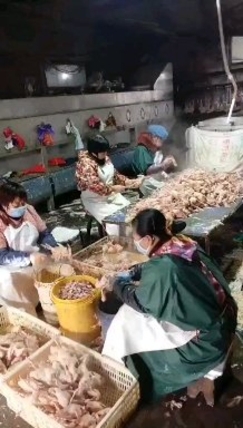 河北石家庄乳鸽纯粮散养土鸽子鸽子肉5两左右小白鸽