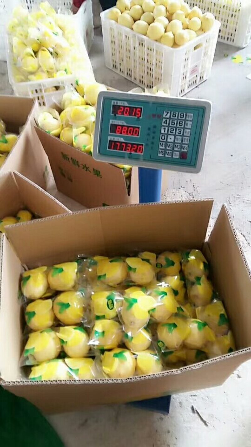 柠檬，欢迎新朋友订购。安岳柠檬，大量出货，有机品质，