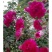藤本月季苗爬藤植物浓香甜蜜红木香四季开花庭院花卉