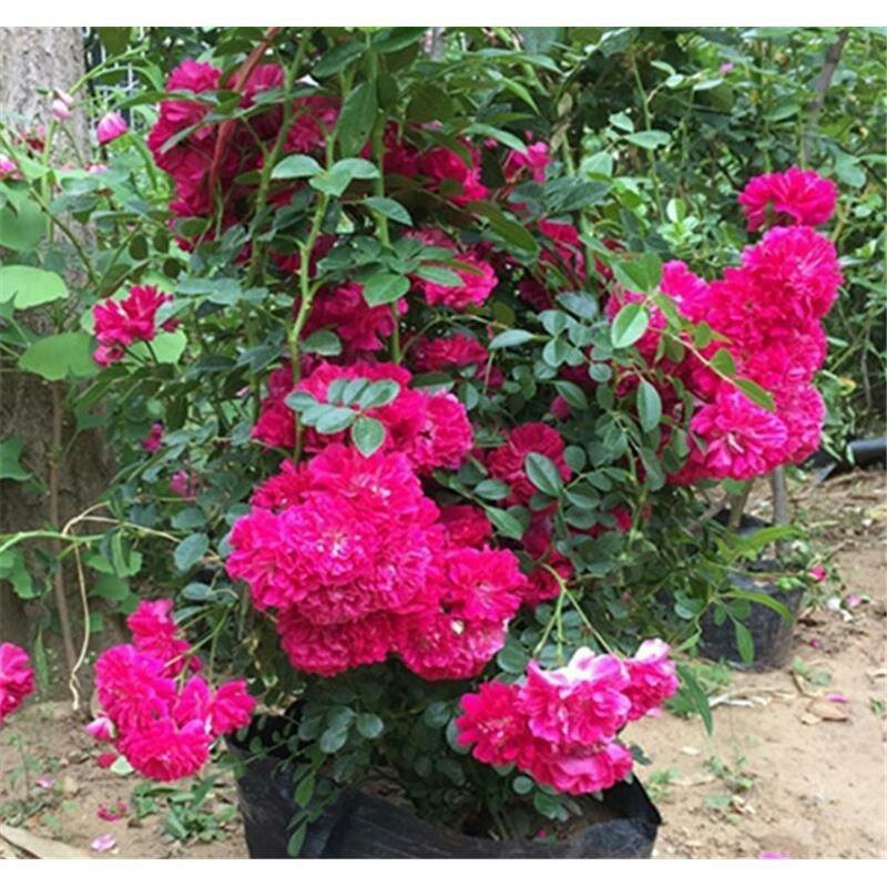 藤本月季苗爬藤植物浓香甜蜜红木香四季开花庭院花卉