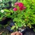 藤本月季苗爬藤植物浓香甜蜜红木香四季开花庭院花卉