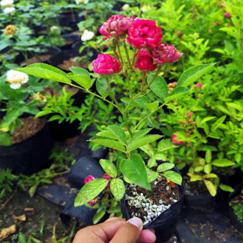 藤本月季苗爬藤植物浓香甜蜜红木香四季开花庭院花卉