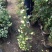藤本月季苗爬藤植物浓香甜蜜红木香四季开花庭院花卉