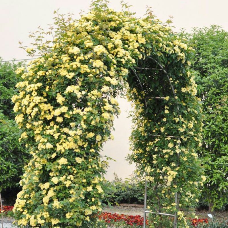 藤本月季苗爬藤植物浓香甜蜜红木香四季开花庭院花卉