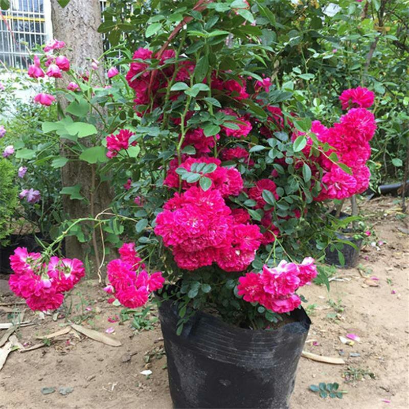 木香花苗七里香盆栽爬藤植物浓香甜蜜红木香四季开花庭院花卉