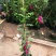 木香花苗七里香盆栽爬藤植物浓香甜蜜红木香四季开花庭院花卉