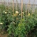 木香花苗七里香盆栽爬藤植物浓香甜蜜红木香四季开花庭院花卉