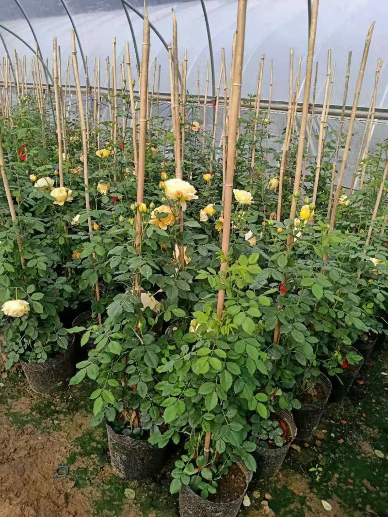 木香花苗七里香盆栽爬藤植物浓香甜蜜红木香四季开花庭院花卉