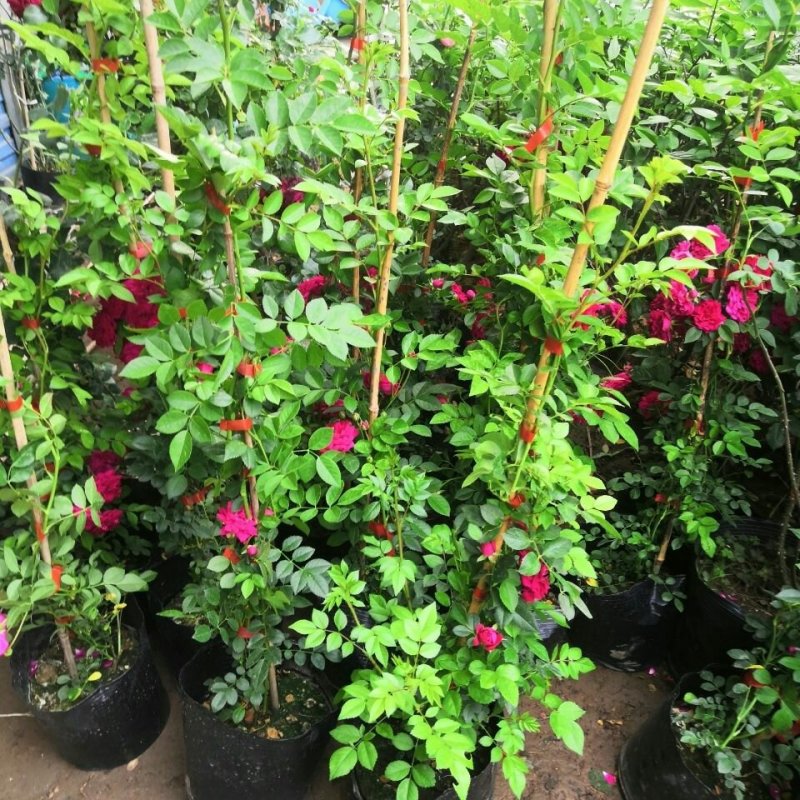 木香花苗七里香盆栽爬藤植物浓香甜蜜红木香四季开花庭院花卉