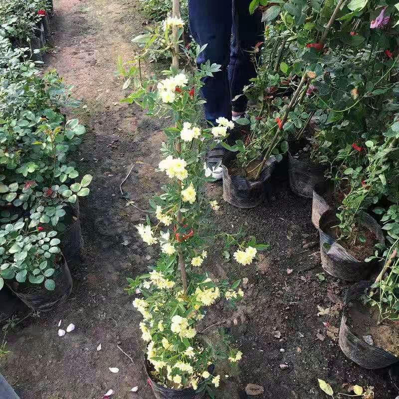 木香花苗七里香盆栽爬藤植物浓香甜蜜红木香四季开花庭院花卉