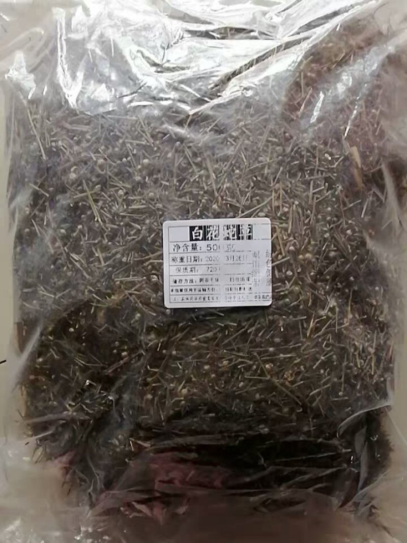 蛇舌草蛇舌癀蛇针草蛇总管二叶葎白花十字草白花蛇舌草