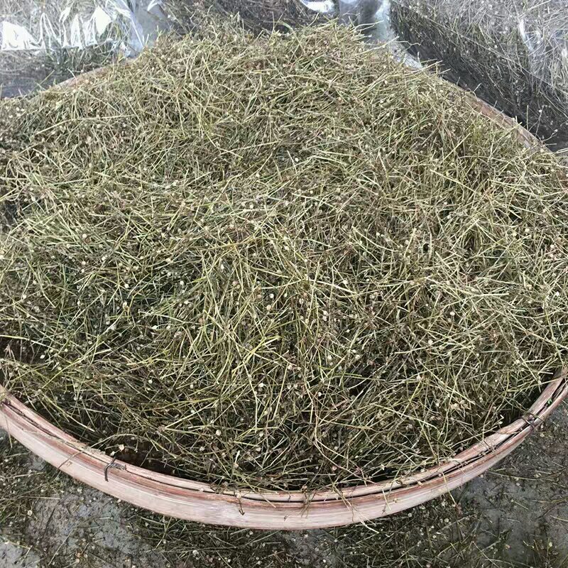蛇舌草蛇舌癀蛇针草蛇总管二叶葎白花十字草白花蛇舌草