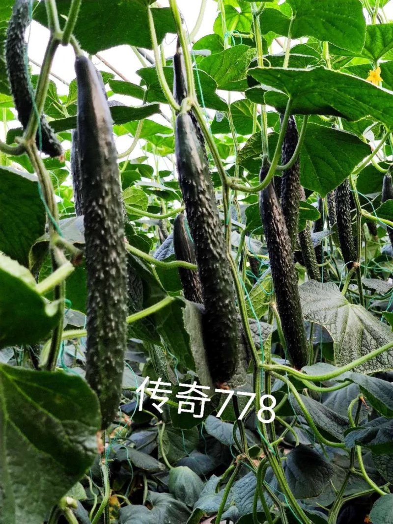 传奇778强雌油亮适合春秋种植黄瓜种子1000粒/袋