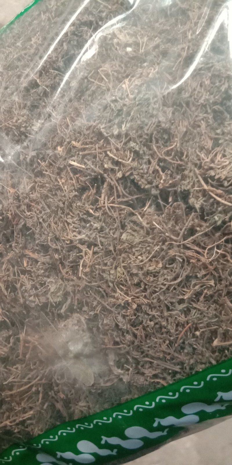 鹅不食草鹅不食食胡荽草无土吸尘各种中药材