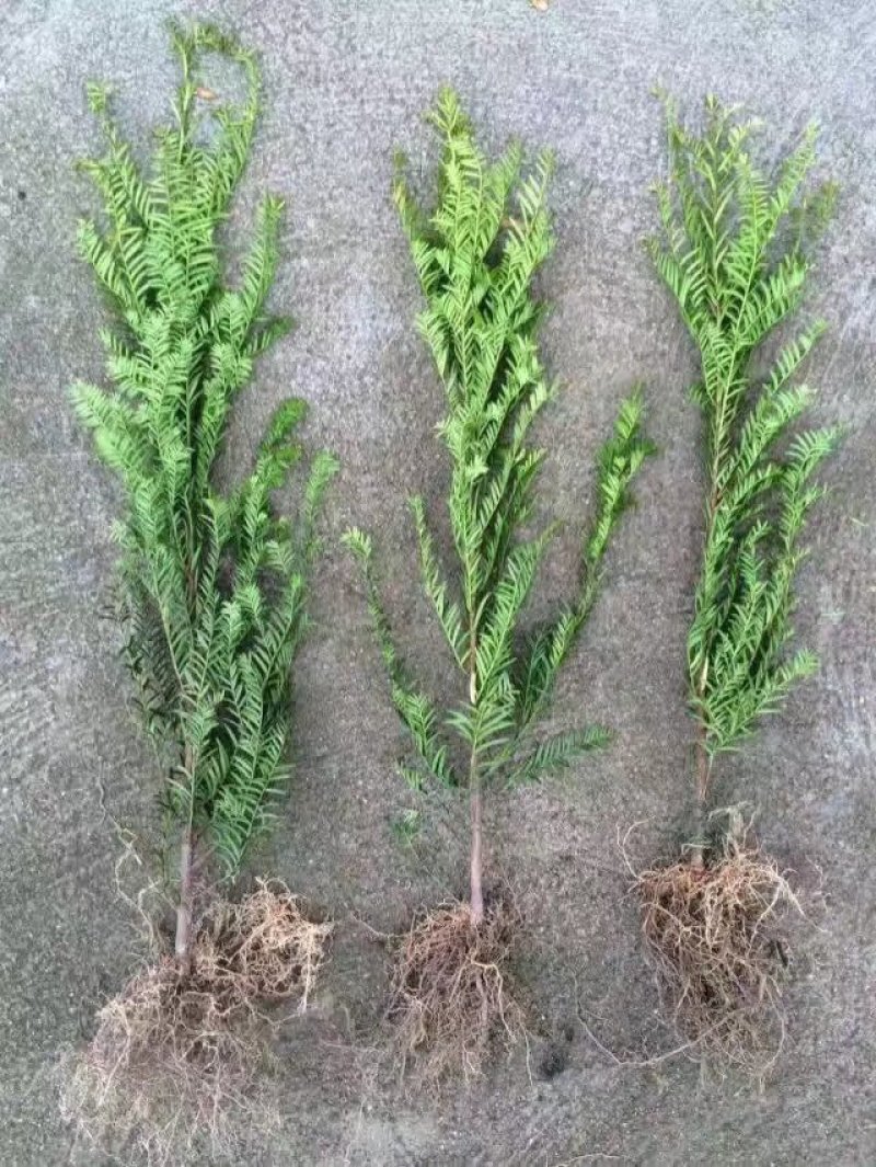红豆杉小苗南方红豆杉占地苗红豆杉工程苗1/30公分