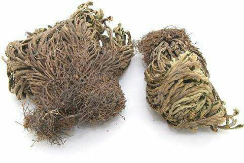 卷柏九死还魂草全草中药材