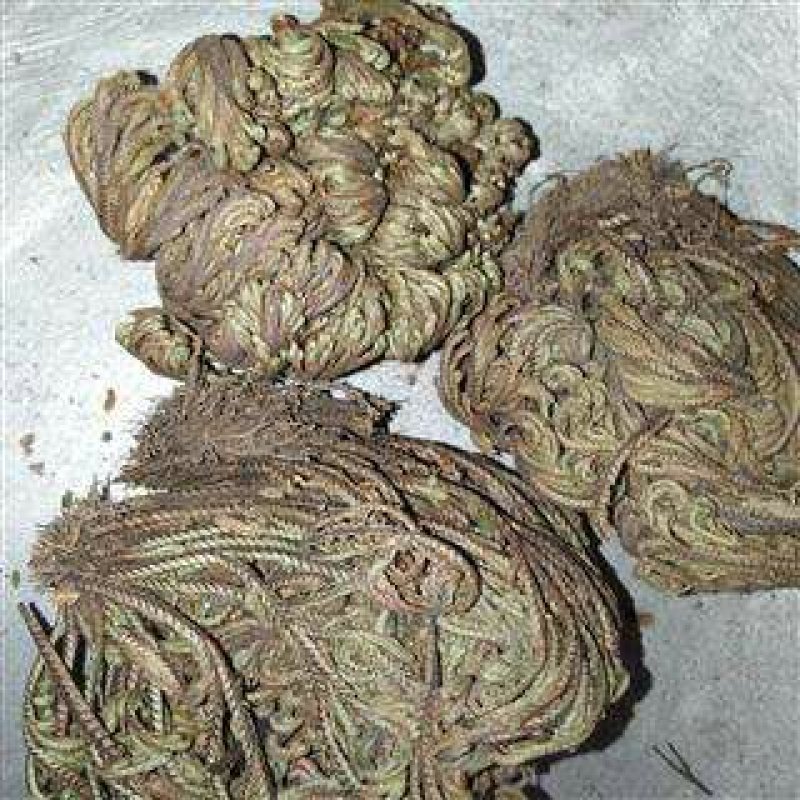 卷柏九死还魂草全草中药材