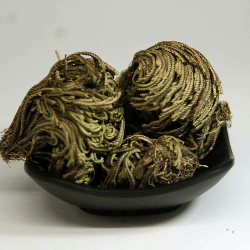 卷柏九死还魂草全草中药材
