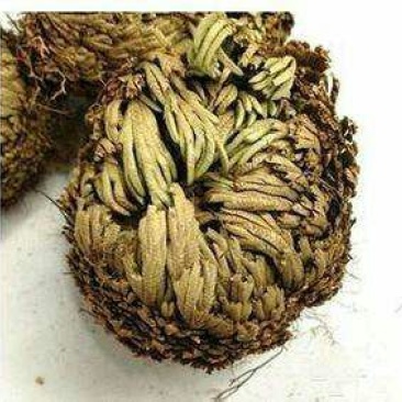 卷柏九死还魂草全草中药材