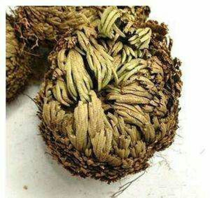 卷柏九死还魂草全草中药材