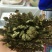 卷柏九死还魂草全草中药材