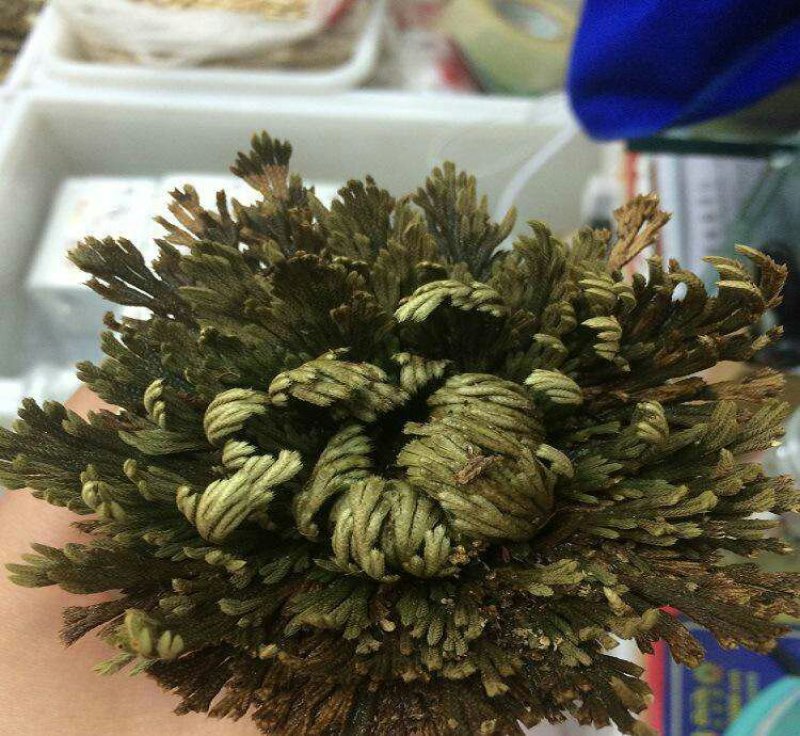 卷柏九死还魂草全草中药材