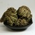 卷柏九死还魂草全草中药材