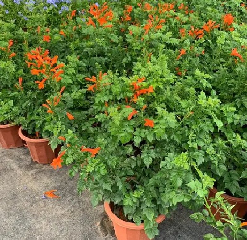 爬藤高手凌霄开花好美的，特别耐寒