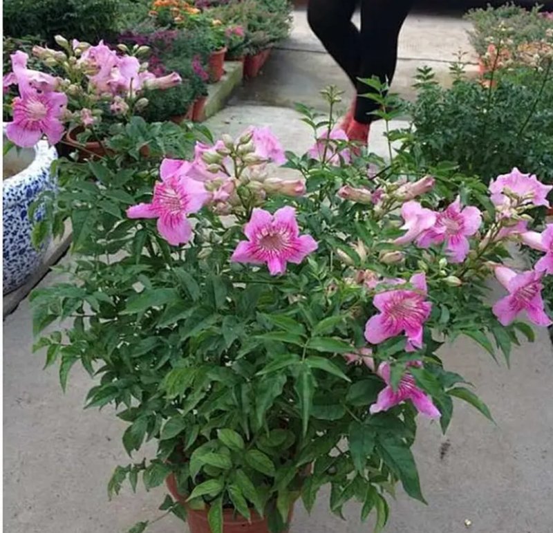 爬藤高手凌霄开花好美的，特别耐寒