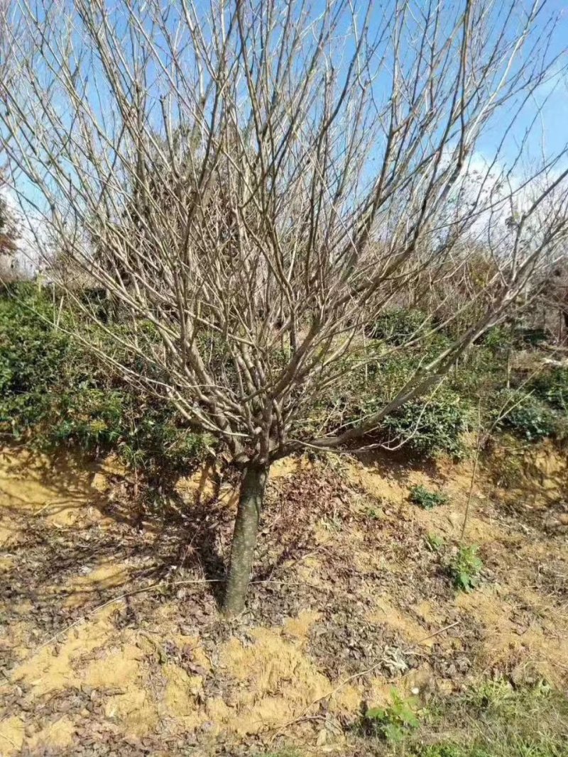 樱花日本晚樱早樱垂枝樱花台湾牡丹樱红粉佳人等小苗