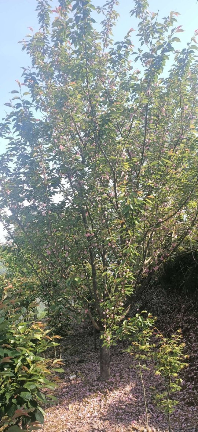 樱花日本晚樱早樱垂枝樱花台湾牡丹樱红粉佳人等小苗