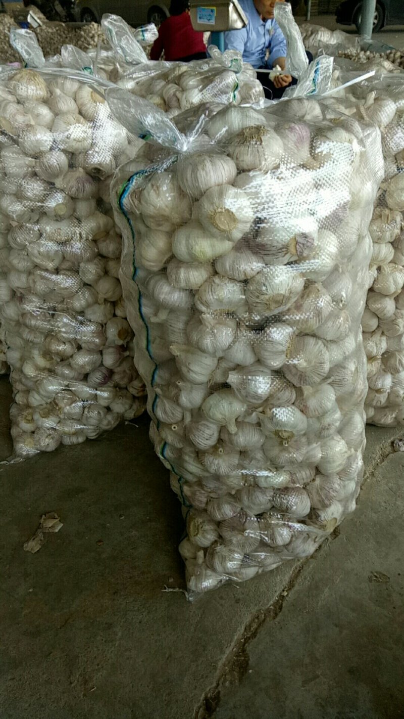 山东金乡优质大蒜专业储存质优价廉。有专业团队代购销。
