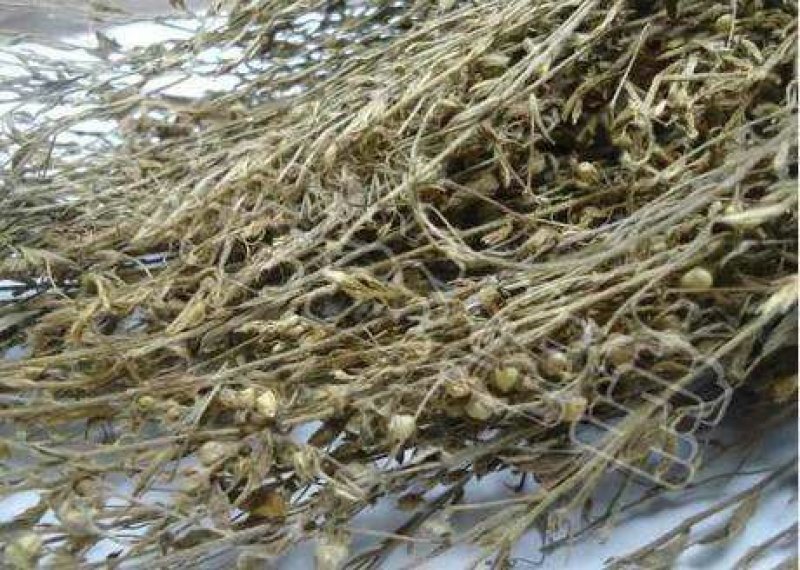 独脚金独脚柑独脚疳孩儿草1111