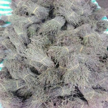 独脚金独脚柑独脚疳孩儿草1111