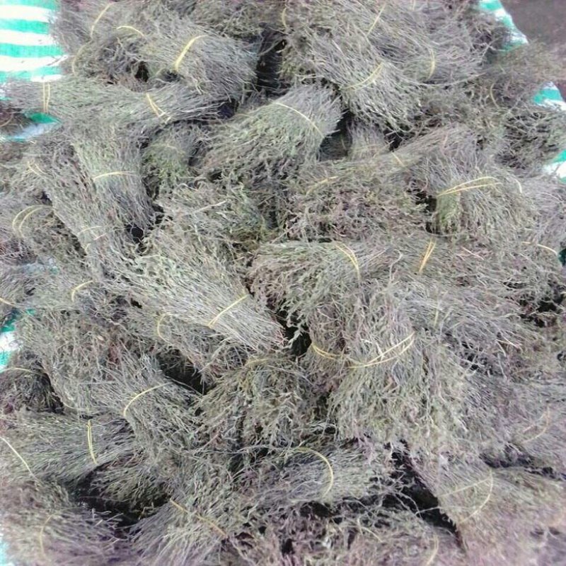 独脚金独脚柑独脚疳孩儿草1111